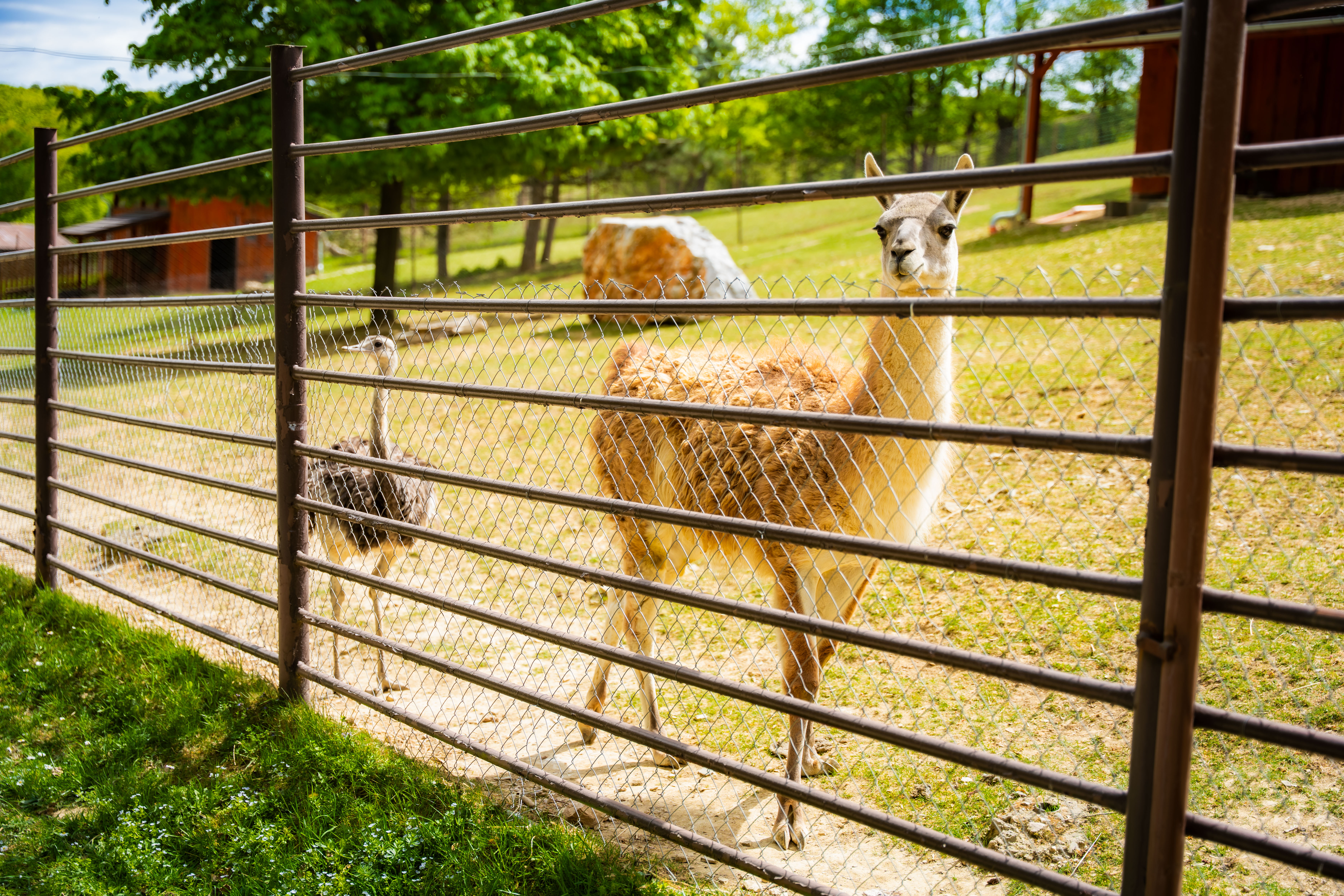 Slavnostne odomykanie vrany ZOO Kosice-1-75